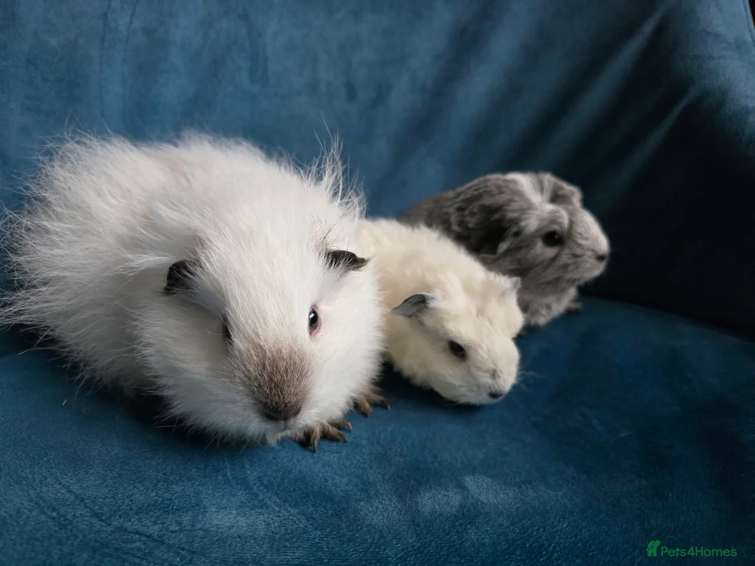 Guinea Pig rodents for sale: Mother & 2 daughters Swiss long haired californian - Advert 10