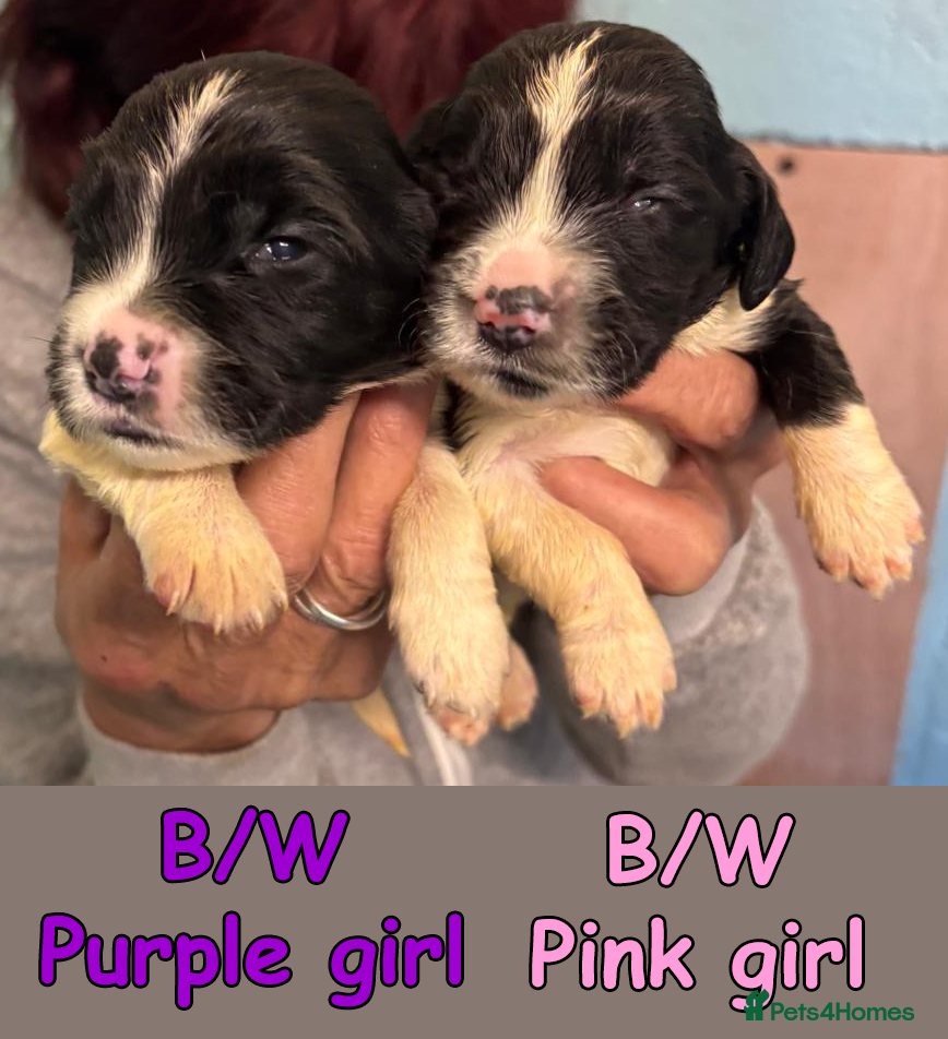 English Springer Spaniel dogs English Springer Spaniel Puppies - 5 Star Licence - Advert 1