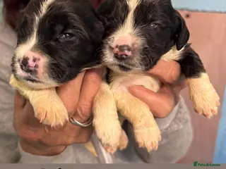 English Springer Spaniel dogs English Springer Spaniel Puppies - 5 Star Licence - Advert 1