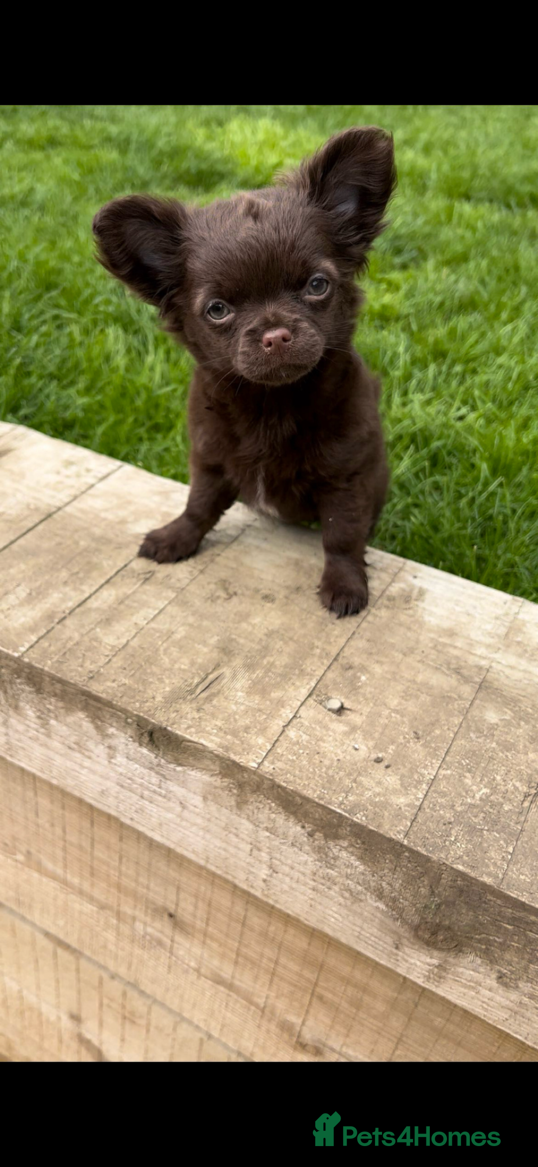 Chihuahua dogs for sale: Chihuahua puppies available on  ** s  - Advert 26