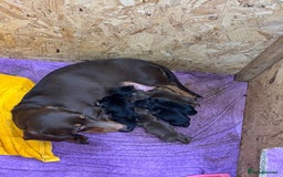 Dachshund dogs for sale: Beautiful standard dachshund litter   - Image 14