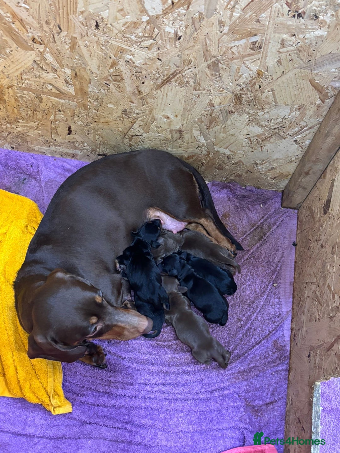 Dachshund dogs for sale: Beautiful standard dachshund litter   - Image 14