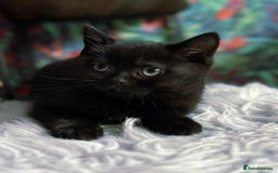 British Shorthair cats for sale: Last fluffy black BSH kitten!!  - Advert 3