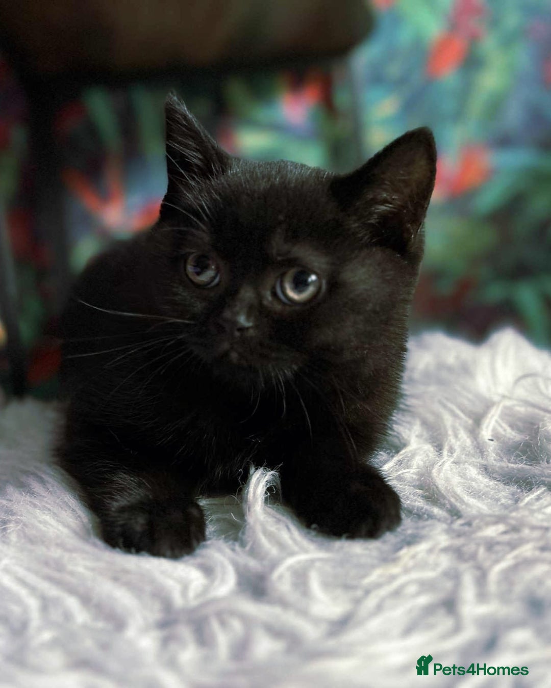 British Shorthair cats for sale: Last fluffy black BSH kitten!!  - Advert 3