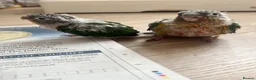 Conures birds for sale: Two Green Conures - pineapple and green parents  in ELY - Advert 2