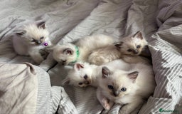 Ragdoll cats for sale: GCCF ACTIVE Registered Ragdoll Kittens  - Image 2