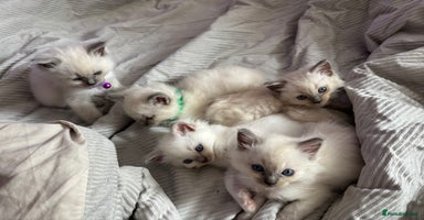 Ragdoll cats - Advert 6