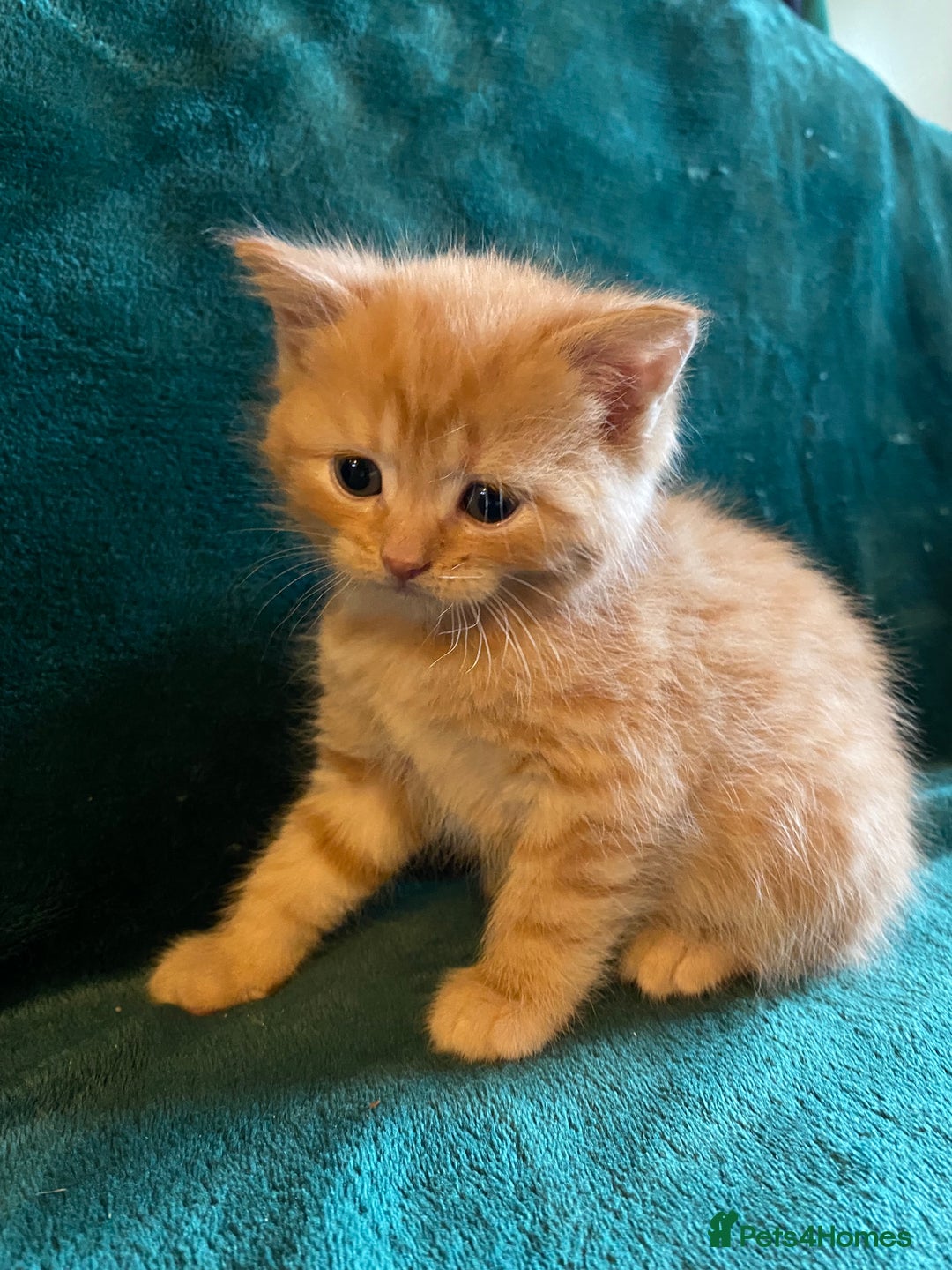 Scottish Fold cats for sale: Scottish Straight Ginger Kittens  - Advert 11