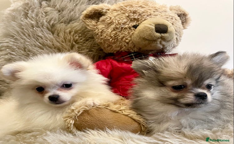 Pomeranian dogs Adorable KC Registered beautiful babies  - Advert 7