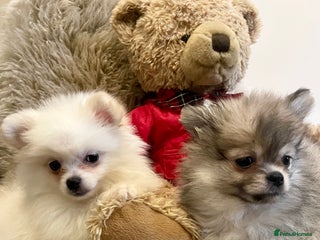 Pomeranian dogs Adorable KC Registered beautiful babies - Advert 4