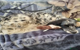 English Setter dogs for adoption: Evo and Rock - Image 14