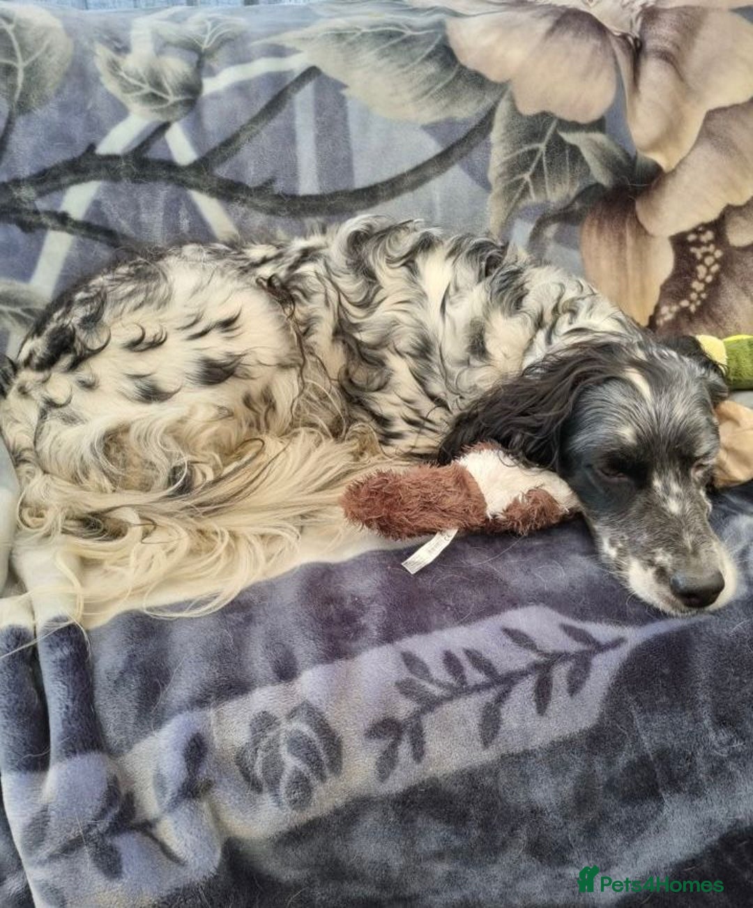 English Setter dogs for adoption: Evo and Rock - Image 14
