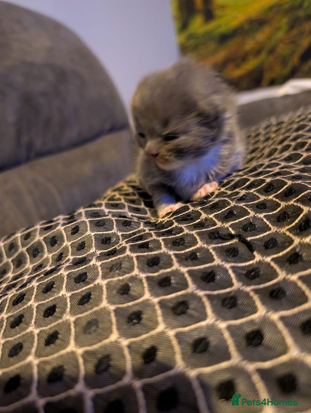 British Shorthair cats for sale: 3 British shorthair kittens  - Image 8