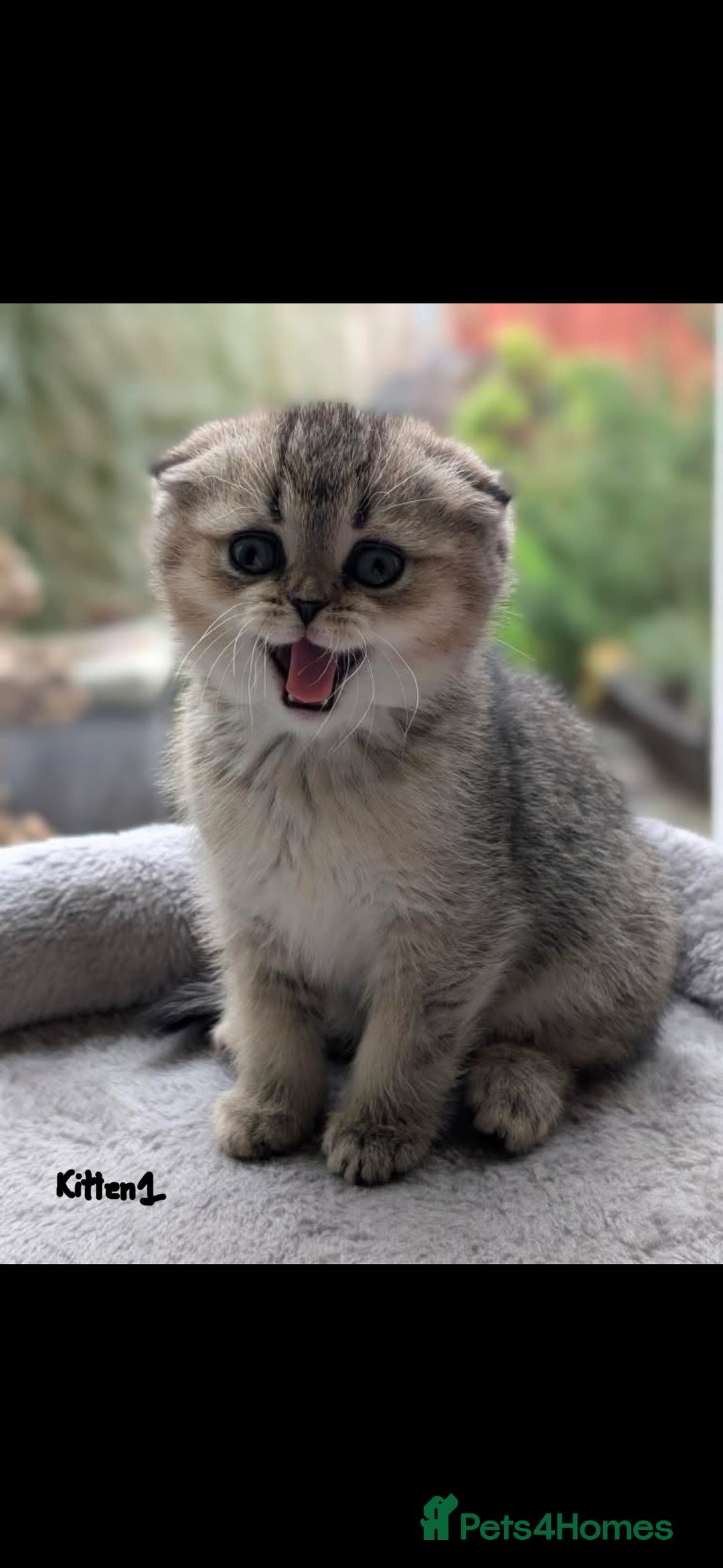 Scottish Fold cats for sale: Scottish fold / chinchilla  - Advert 1