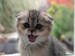 Scottish Fold cats Scottish fold / chinchilla - Advert 5