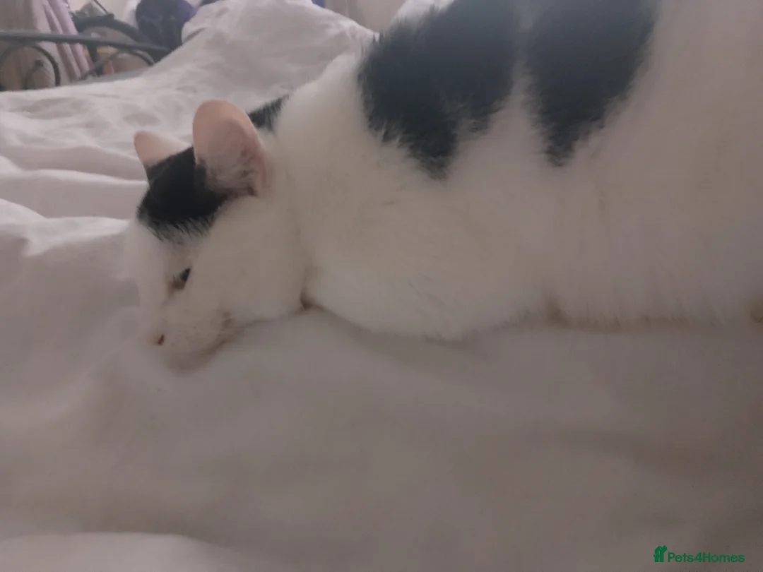 British Shorthair cats for sale: Female cuddly cat - Advert 6