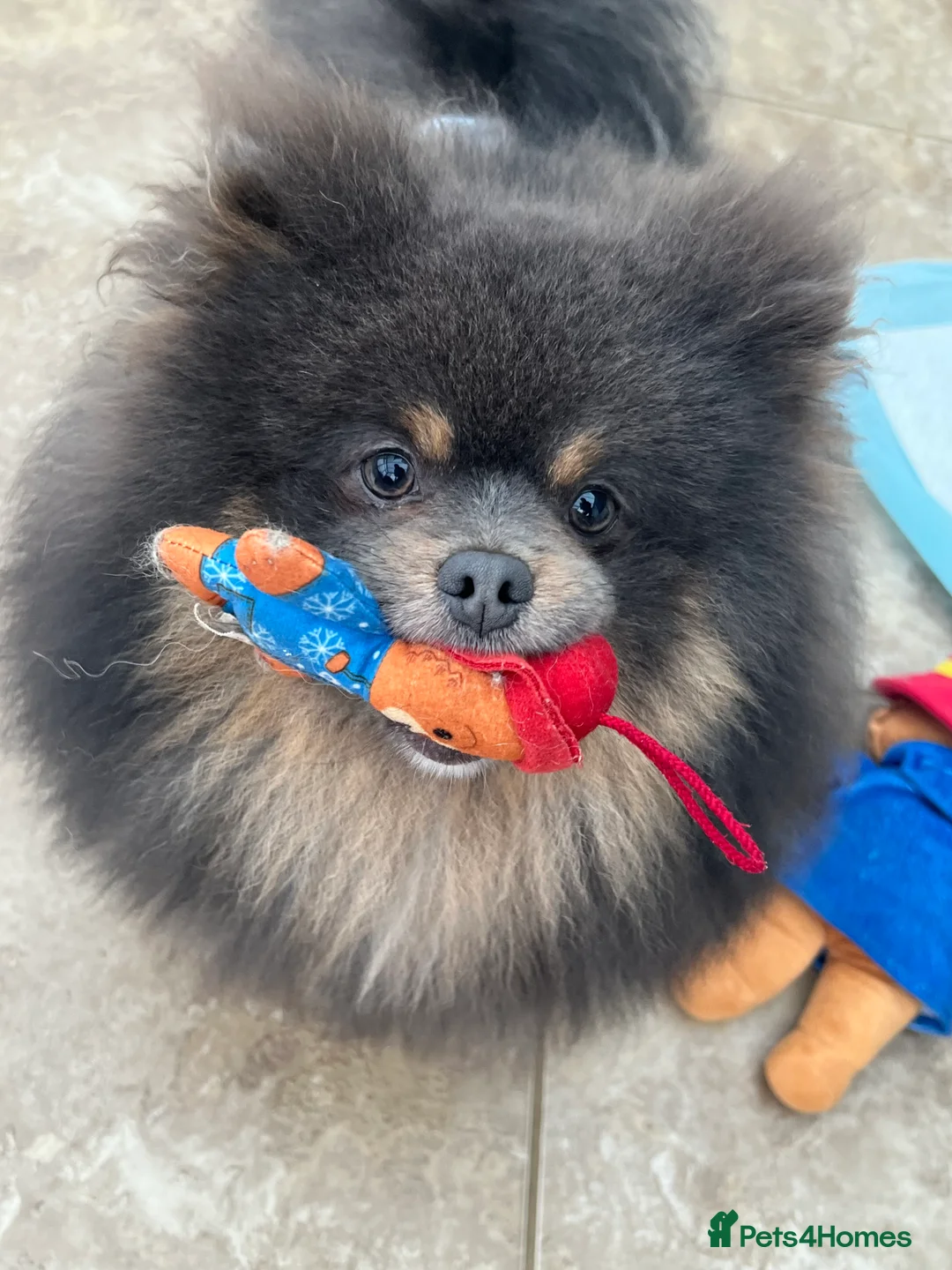 Pomeranian dogs for sale: Teddy bear Pomeranian puppies 🧸 - Advert 10