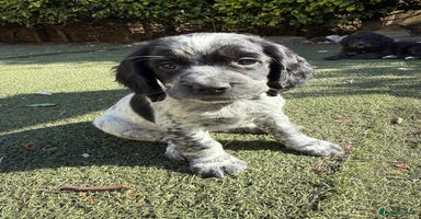 Cocker Spaniel dogs - Advert 8