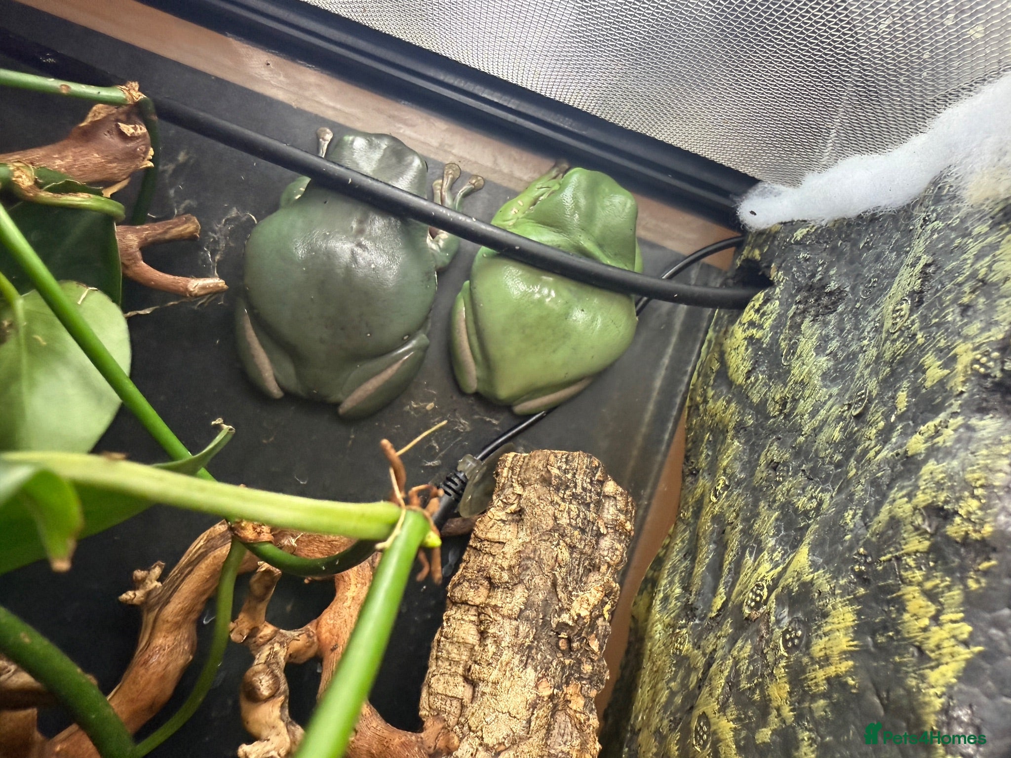 Frog reptiles 2x Whites Tree Frogs + Set Up - Advert 1