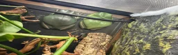 Frog reptiles for sale: 2x Whites Tree Frogs + Set Up in Birmingham - Advert 1