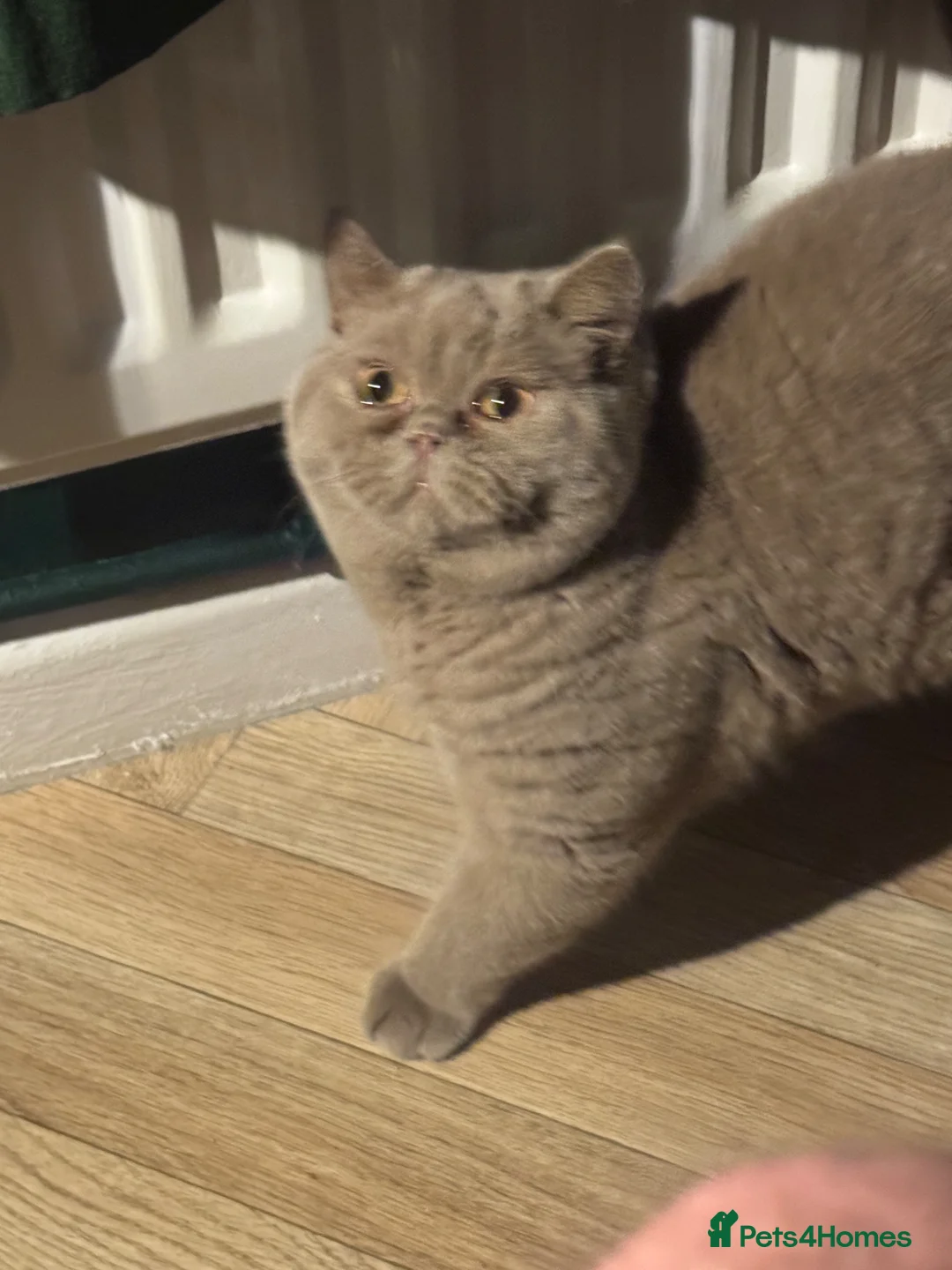 British Shorthair cats for sale: Gccf  fawn boy  - Advert 8