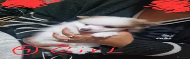Pomeranian 4