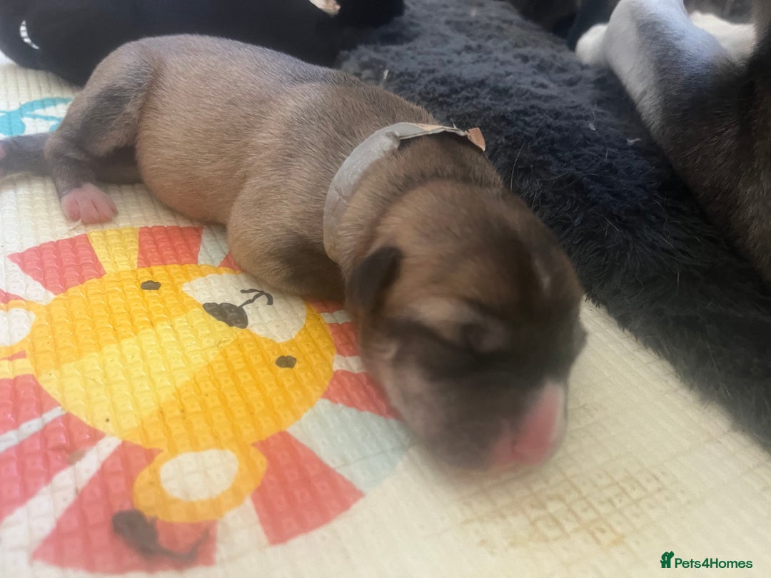 Mixed Breed dogs for sale: Husky/staffi/labrador  - Image 16
