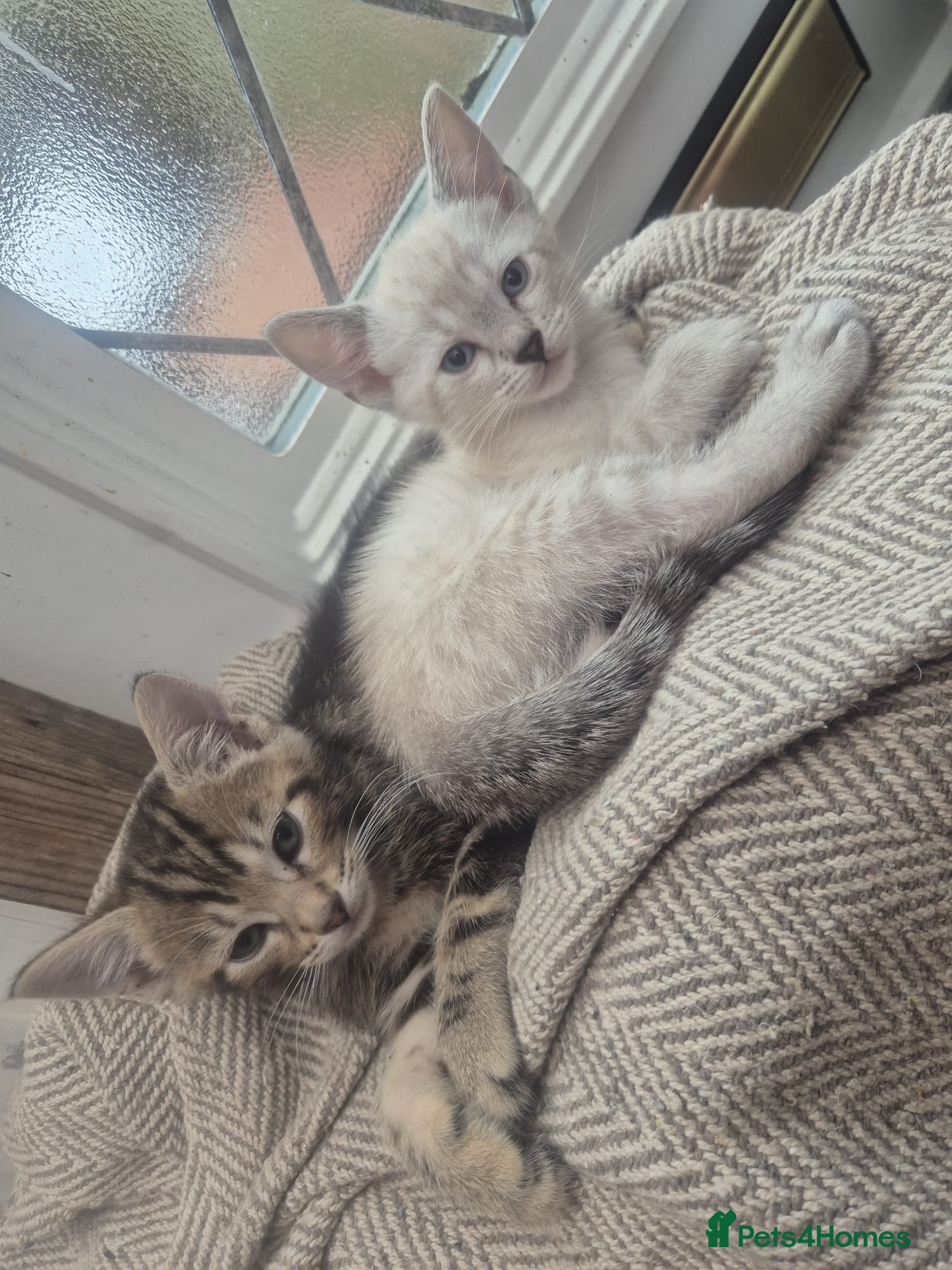 Savannah cats Savannah x kittens - Advert 4