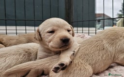 Labrador Retriever dogs for sale:  Beautiful, bouncing Pedigree Pups - Image 9