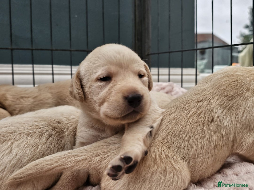 Labrador Retriever dogs for sale:  Beautiful, bouncing Pedigree Pups - Image 9