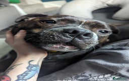 Staffordshire Bull Terrier dogs for sale: Male Staffy micro chipped ready for his new family - Image 13