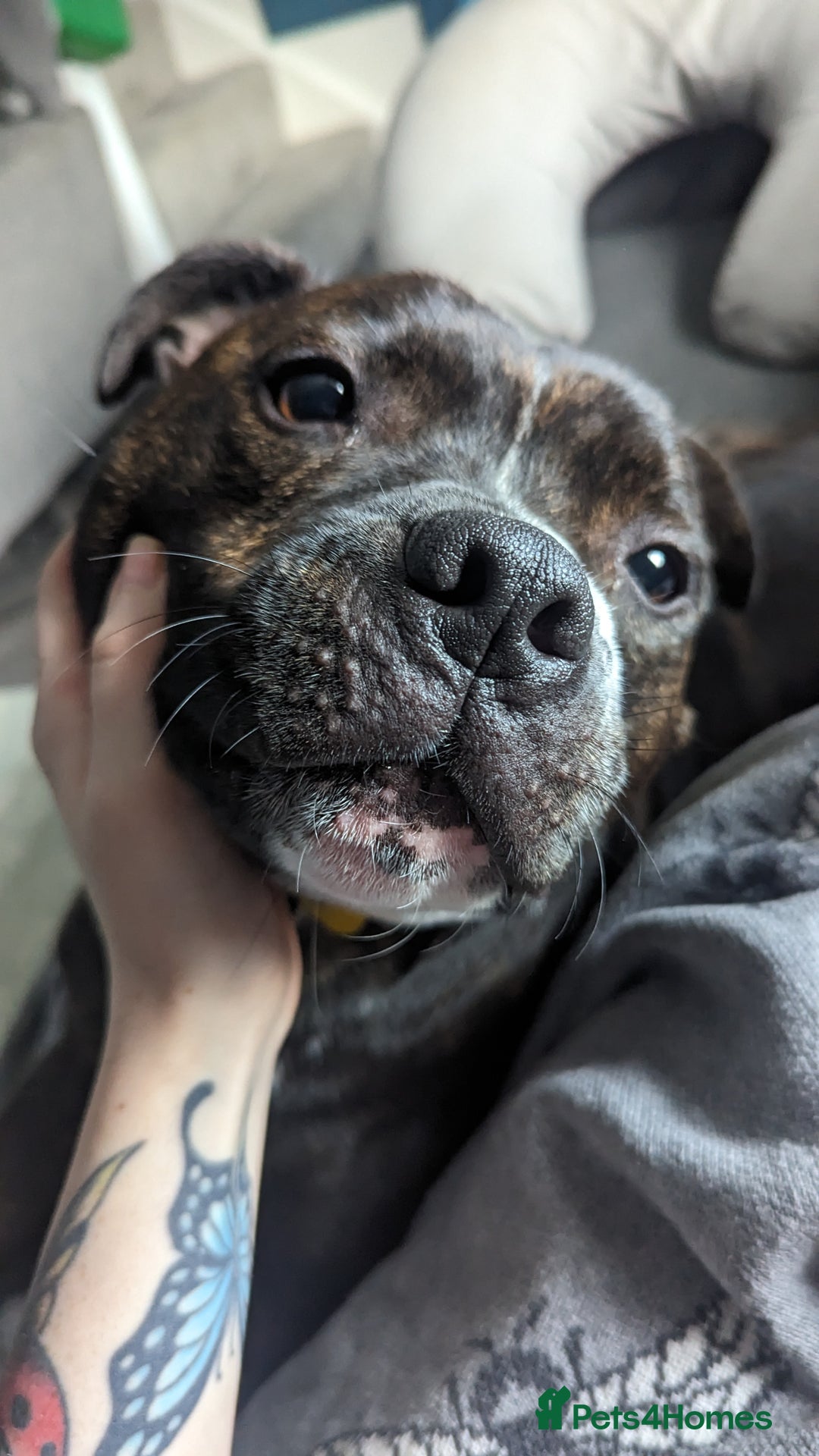 Staffordshire Bull Terrier dogs for sale: Male Staffy micro chipped ready for his new family - Image 13