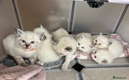 Ragdoll cats for sale: Beautiful pure ragdoll kittens  - Advert 9