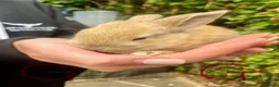 Mini Lop rabbits for sale: Mini Lop - Pure Bred  - Advert 21