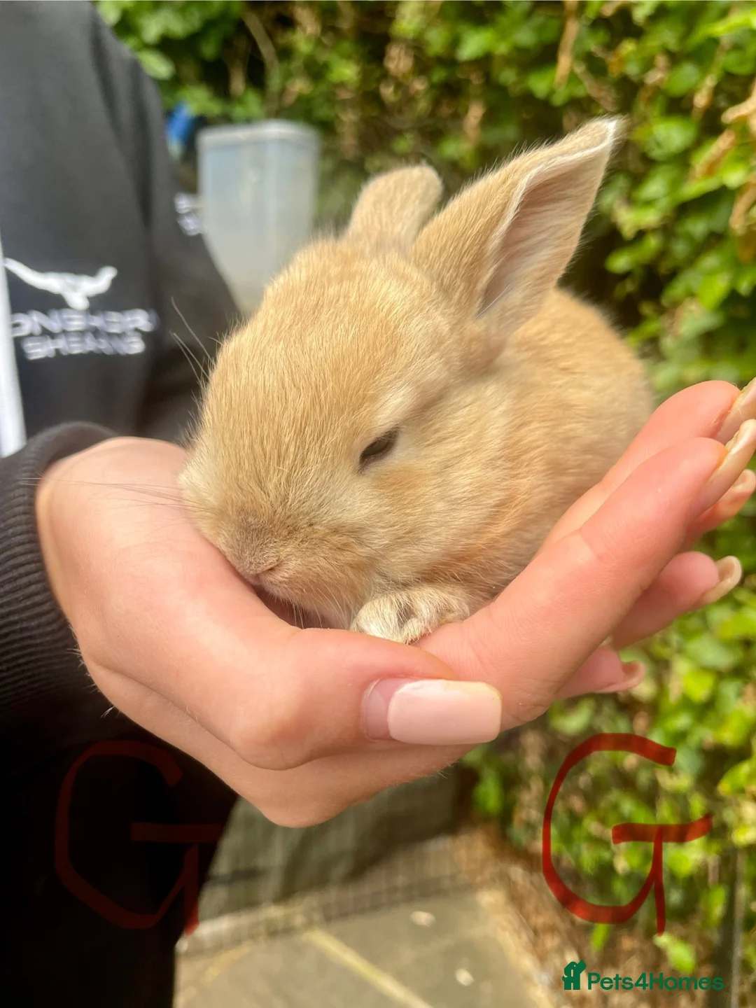 Mini Lop rabbits for sale: Mini Lop - Pure Bred  - Advert 21
