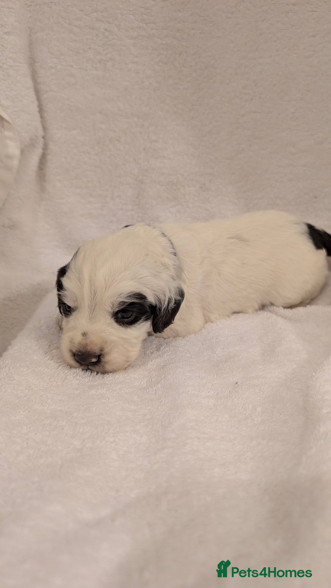 Cocker Spaniel dogs for sale: Cocker Spaniel  - Image 8