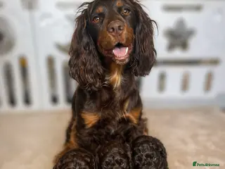 Cockapoo dogs Cockerpoo - Advert 7