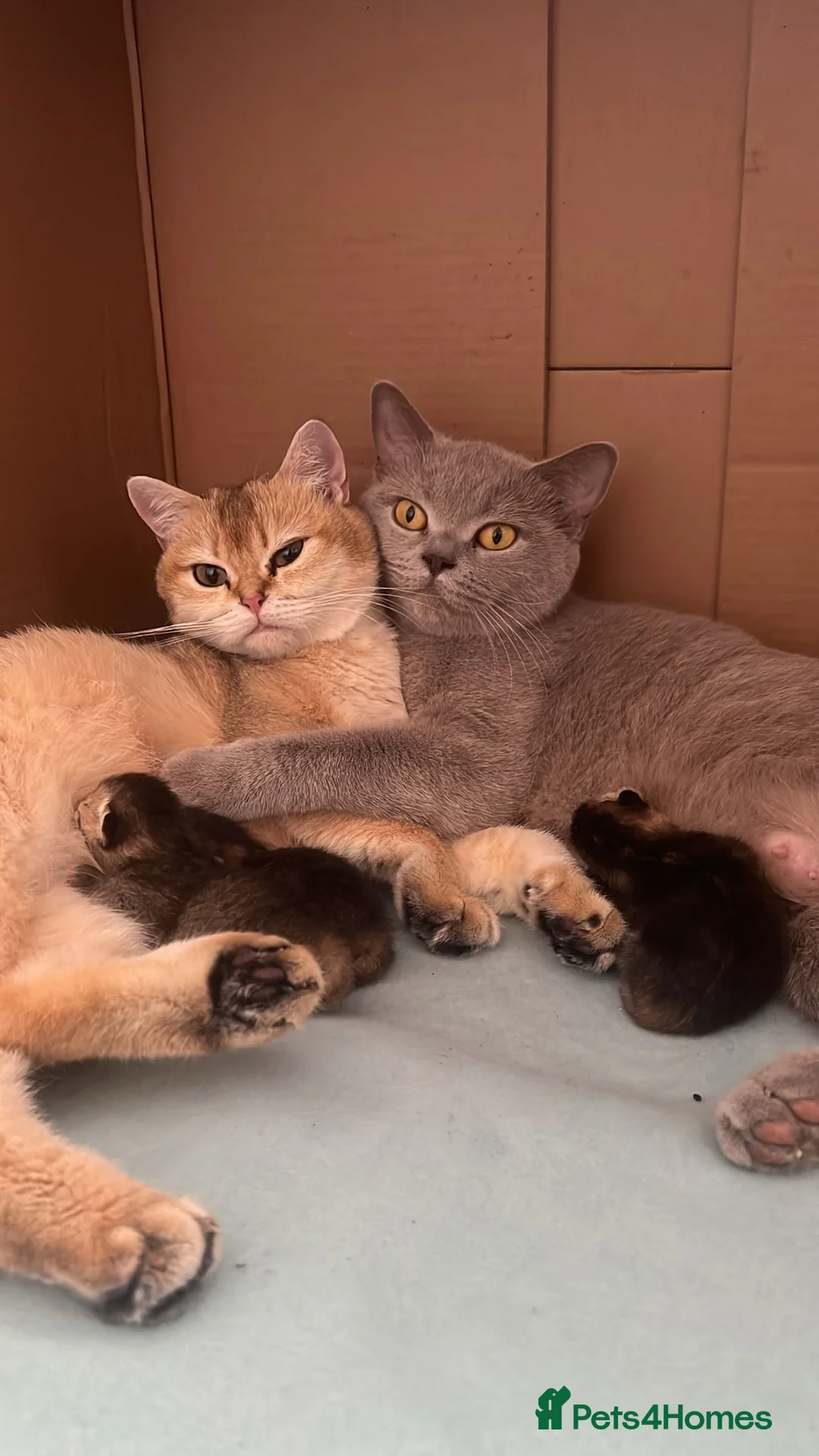 British Shorthair cats for sale: Dark grey/blue bsh  - Advert 2