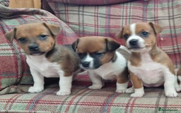 Jack Russell dogs for sale: Traditional Jack Russell Pups DNA Health Tested  - Image 19