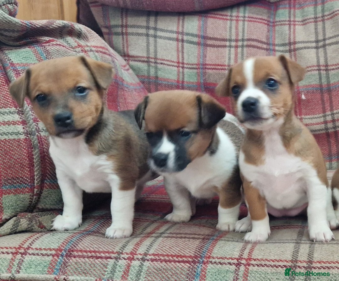 Jack Russell dogs for sale: Traditional Jack Russell Pups DNA Health Tested  - Image 19