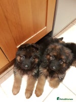 German Shepherd dogs Beautiful German Shepherd Puppies - Advert 2