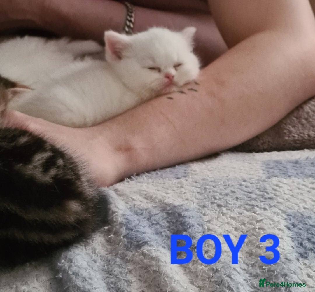 Persian cats for sale: Beautiful Persian X BSH Kittens  - Image 29