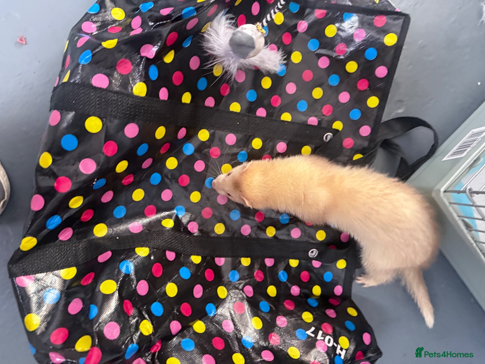 Ferret rodents X2 male ferrets for working homes  - Advert 1
