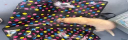 Ferret rodents for sale: X2 male ferrets for working homes  - Advert 1