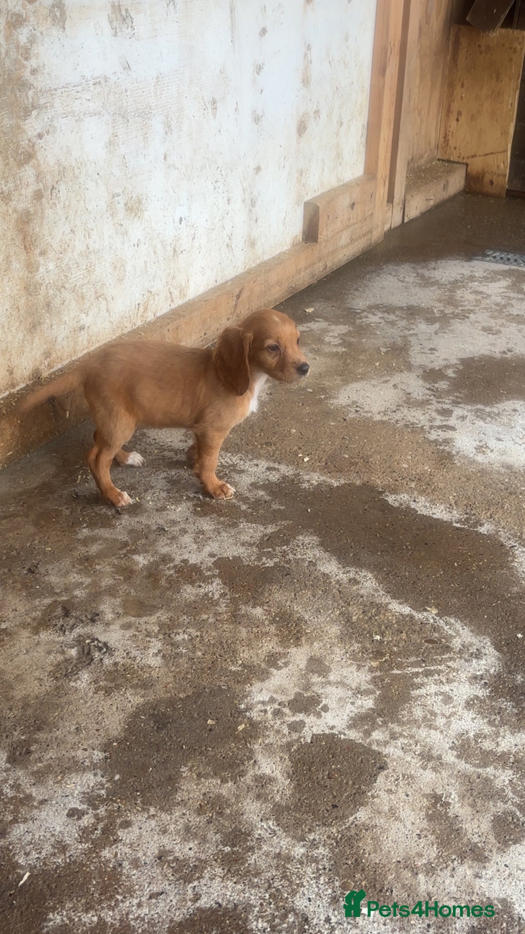 Mixed Breed dogs for sale: Beautiful Sprizla Puppies  - Image 18