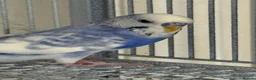 Budgerigars birds for sale: Budgies looking for a loving home  - Advert 4