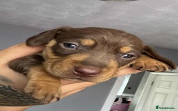 Miniature Dachshund dogs for sale: Miniature dashaund chocolate&tan male  - Image 7