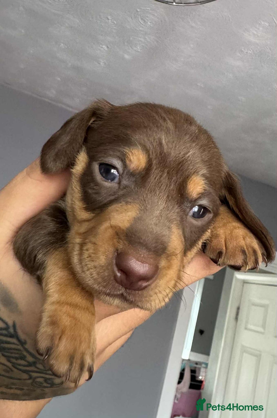 Miniature Dachshund dogs for sale: Miniature dashaund chocolate&tan male  - Image 7