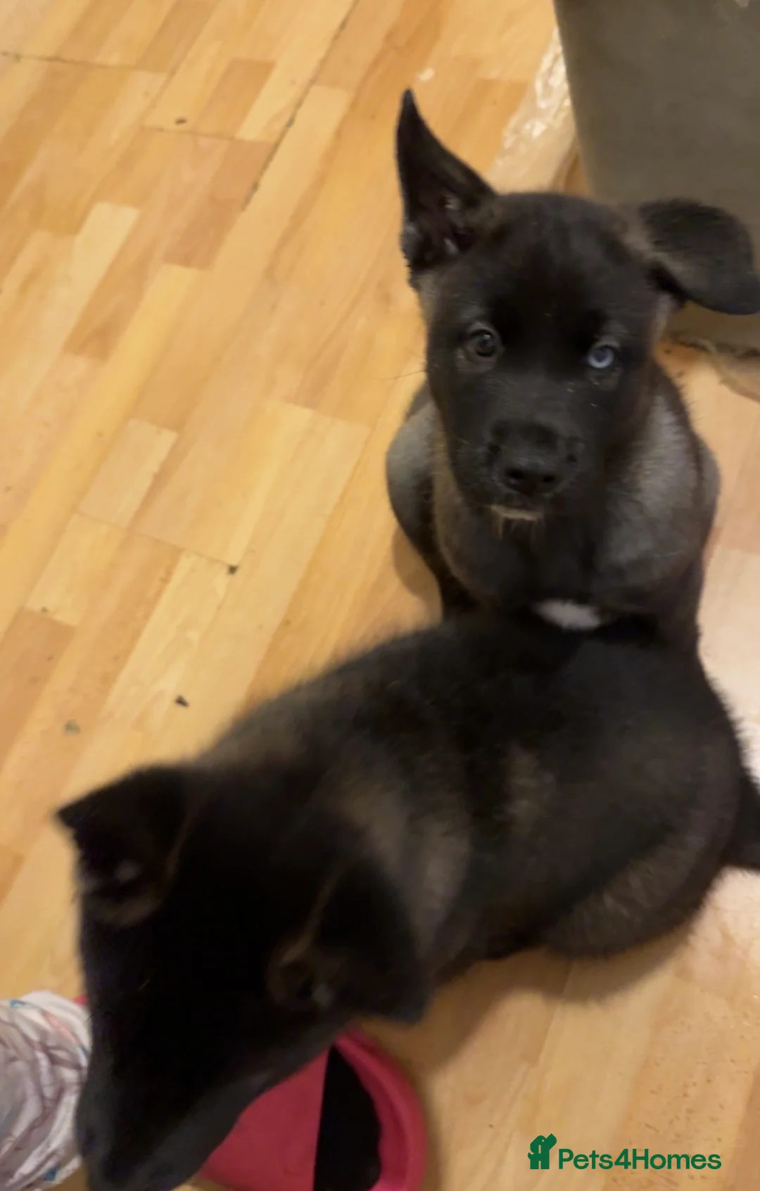 Mixed Breed dogs for sale: 7 beautiful American Akita Puppies ***5 left*** - Advert 20