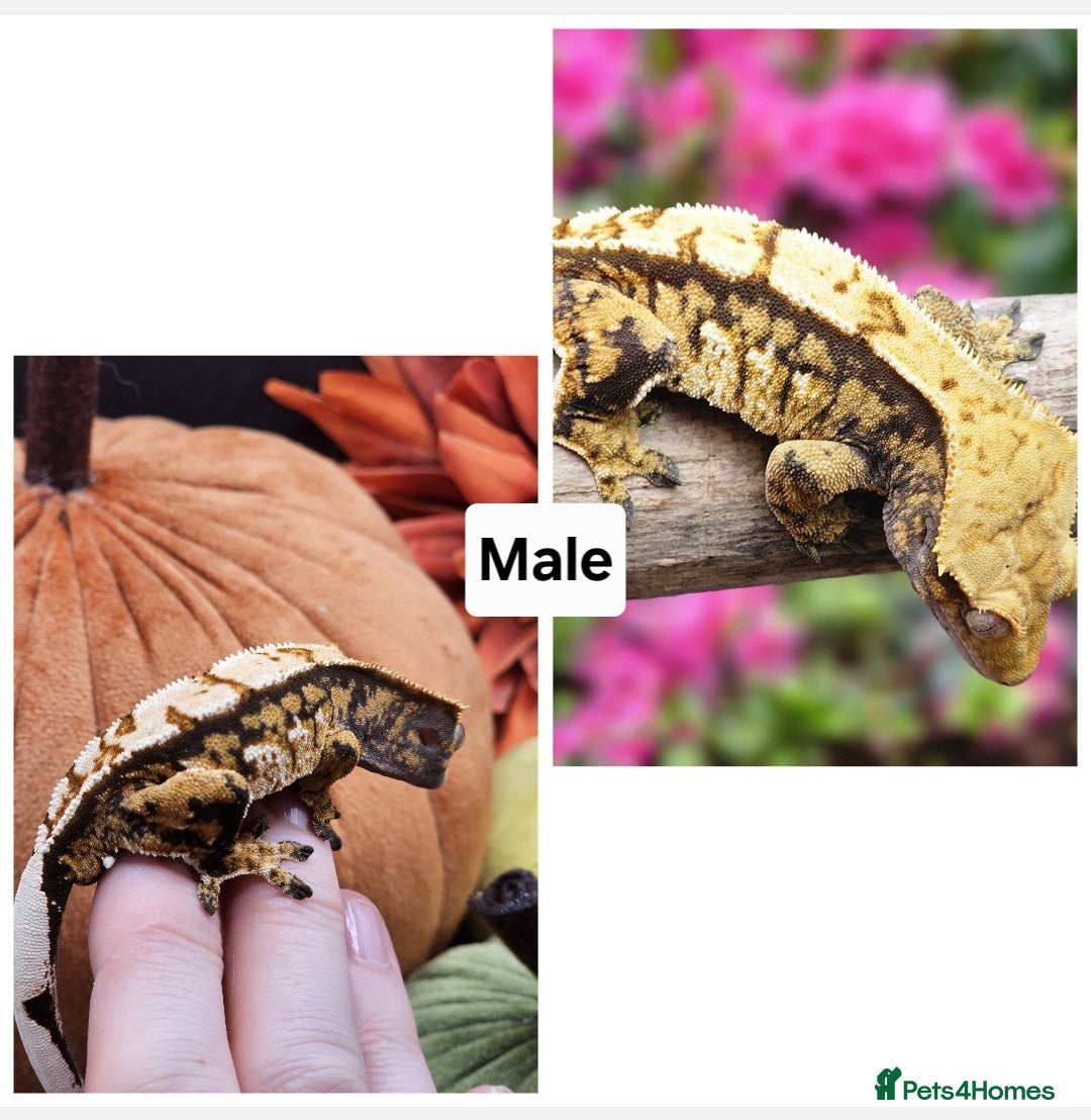 Gecko reptiles for sale: Crested Geckos  in Solihull - Advert 6